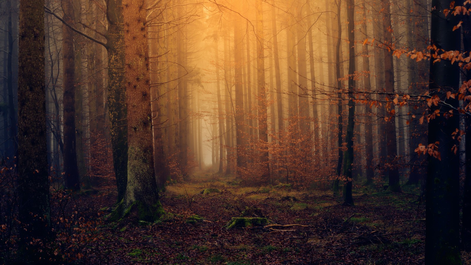 Uma floresta com o sol brilhando através das árvores (outono, folhagem de outono, floresta, névoa, enevoado)