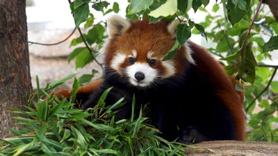 Panda vermelho curioso em meio à vegetação exuberante