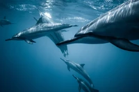 Delfines Nadando Graciosamente en Aguas Azules