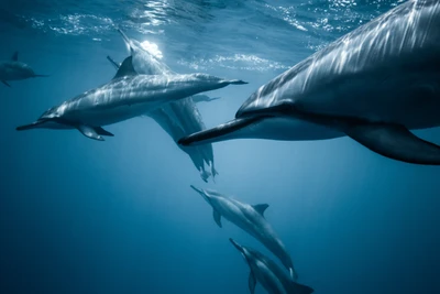 Dolphins Swimming Gracefully in Azure Waters