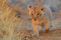 Playful Lion Cub in Natural Habitat