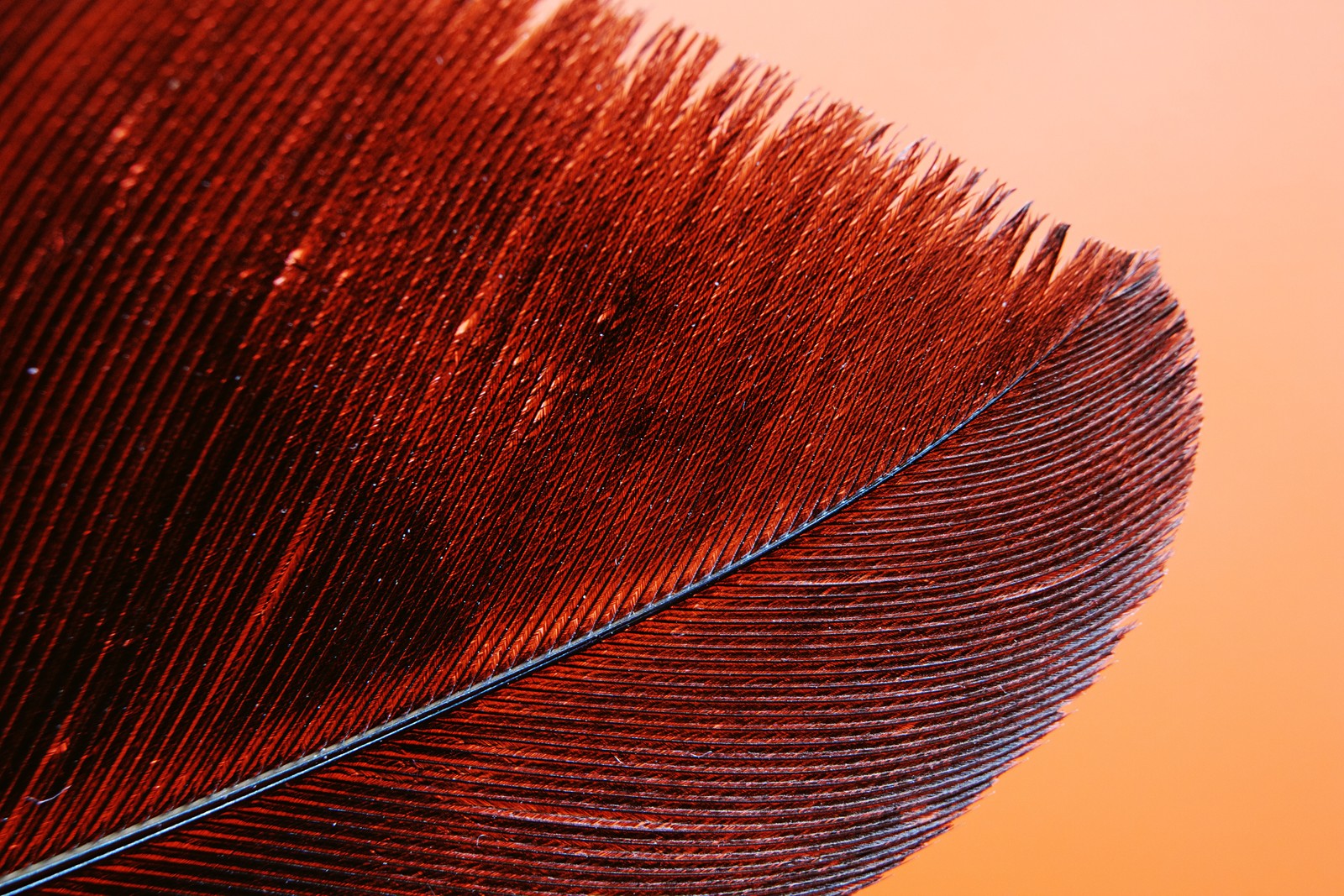 Um close-up da cauda de uma pena em um fundo vermelho (red feather, pássaro, macro, padrão, close up)