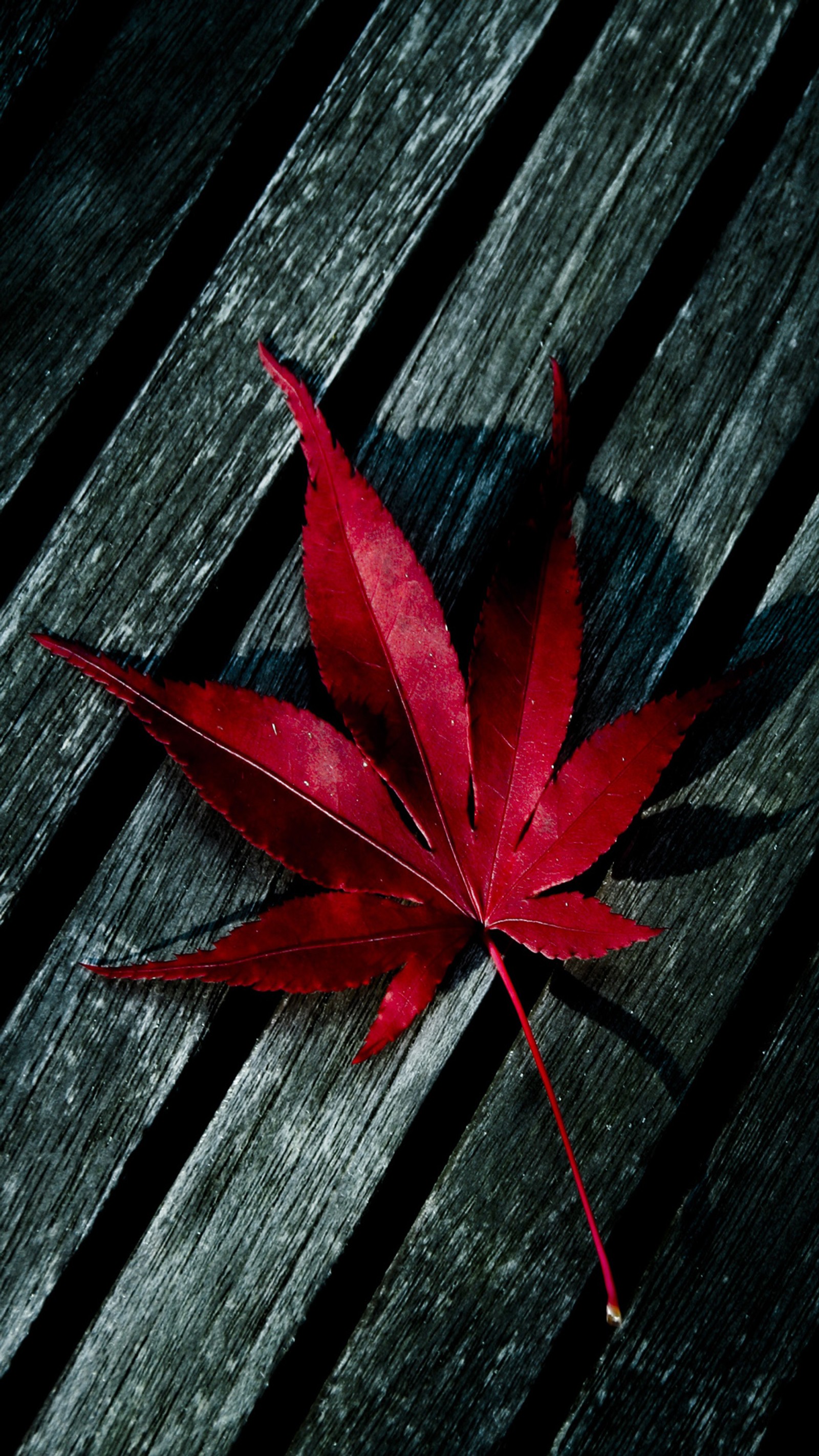 Hoja roja en un banco de madera en un día oscuro. (1080p, caído, hd, hoja, macro)