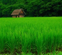 Campo de arroz verde exuberante con cabaña tradicional en la naturaleza