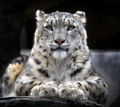 Leopardo das neves descansando em uma paisagem nevada