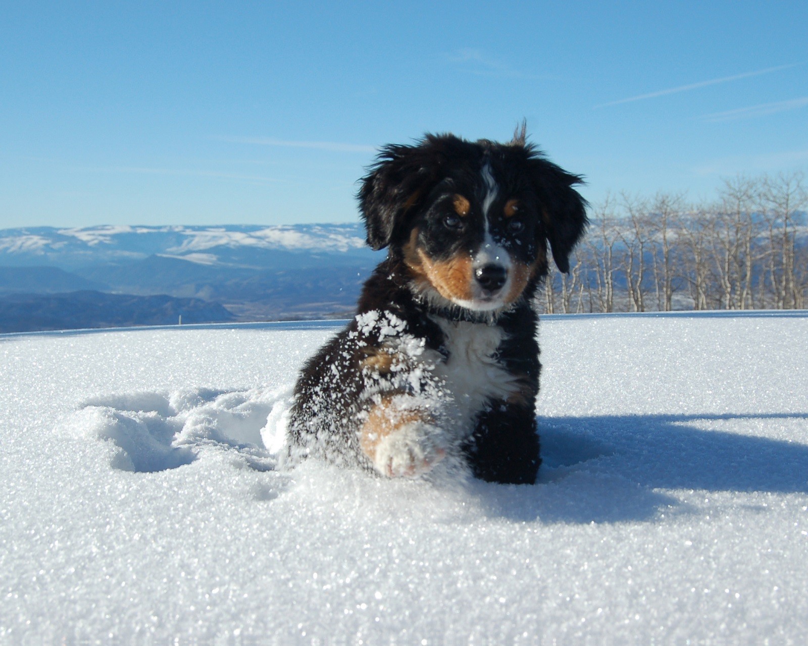 There is a dog that is sitting in the snow (dog, puppy)