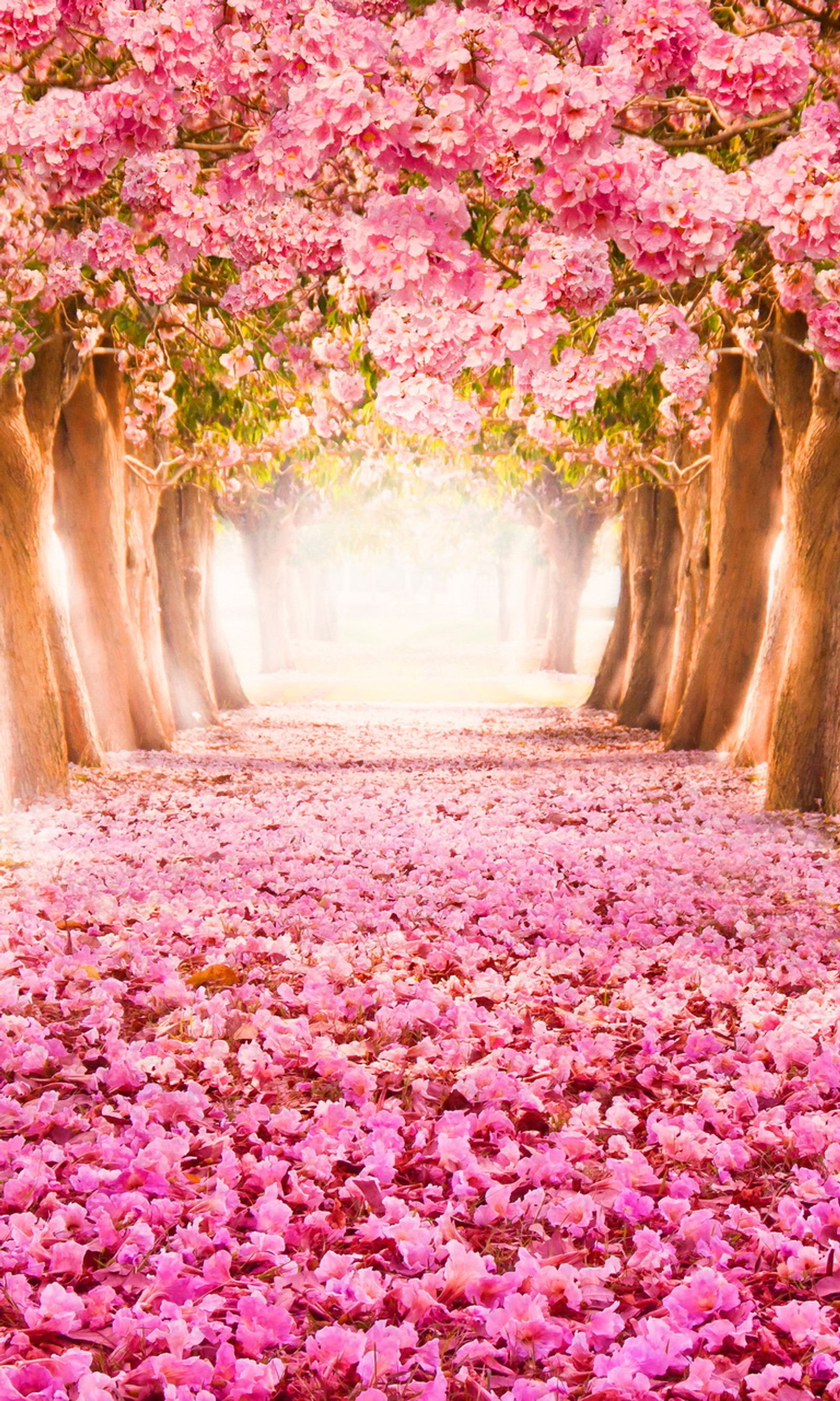 beautiful pink park, trees blossom petals wallpaper