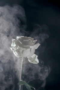 Rose blanche émergeant d'une brume éthérée