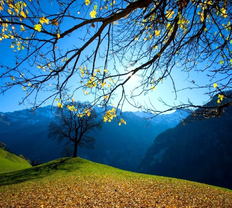 Une vue d'un arbre avec des feuilles jaunes sur une colline (nature)