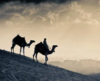 Chameaux en silhouette dans un caravan au désert au coucher du soleil surplombant une ville égyptienne