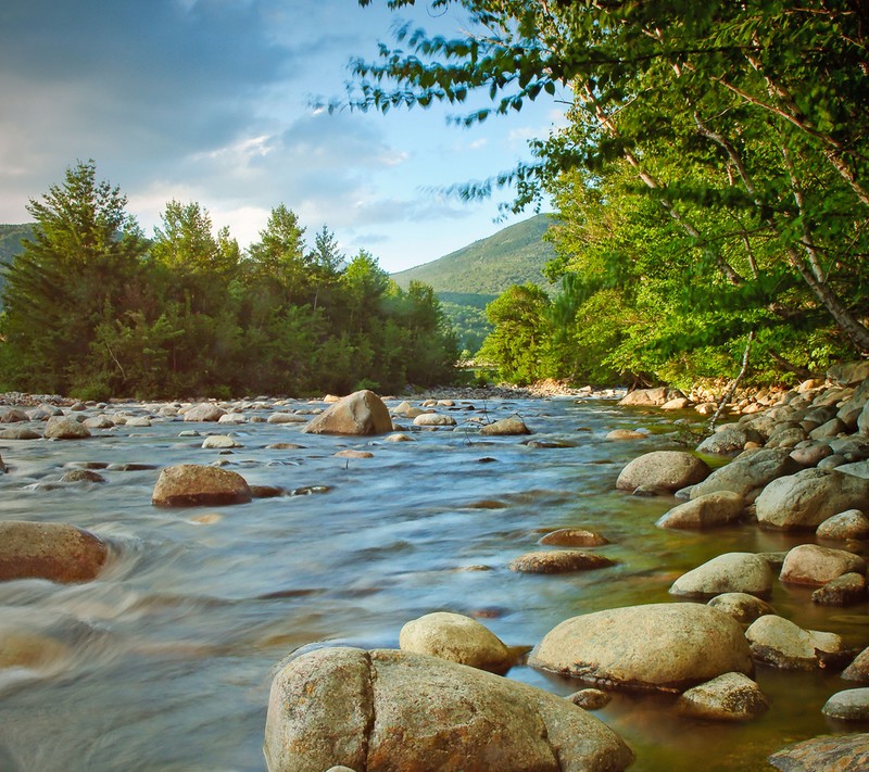 Река с камнями и деревьями на заднем плане (поток, вода)