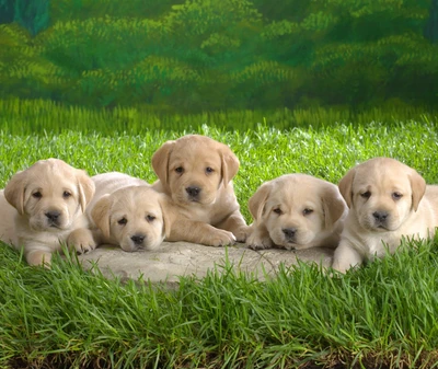 Cinco adoráveis filhotes de labrador descansando juntos em grama macia.