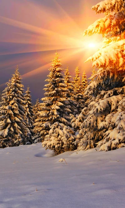 Amanecer sobre pinos cubiertos de nieve en un paisaje invernal