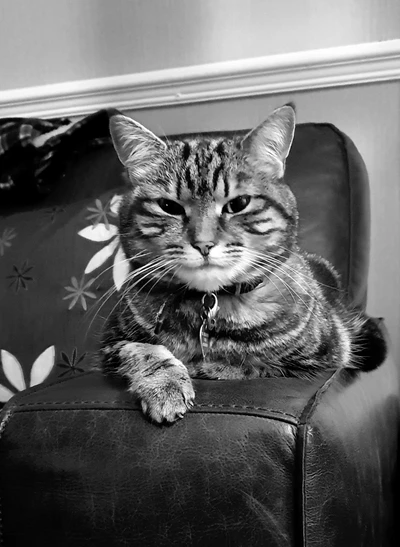 A relaxed tabby cat lounging on a couch, exuding a calm and watchful demeanor.