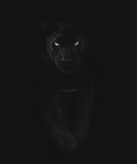 black, cat wallpaper