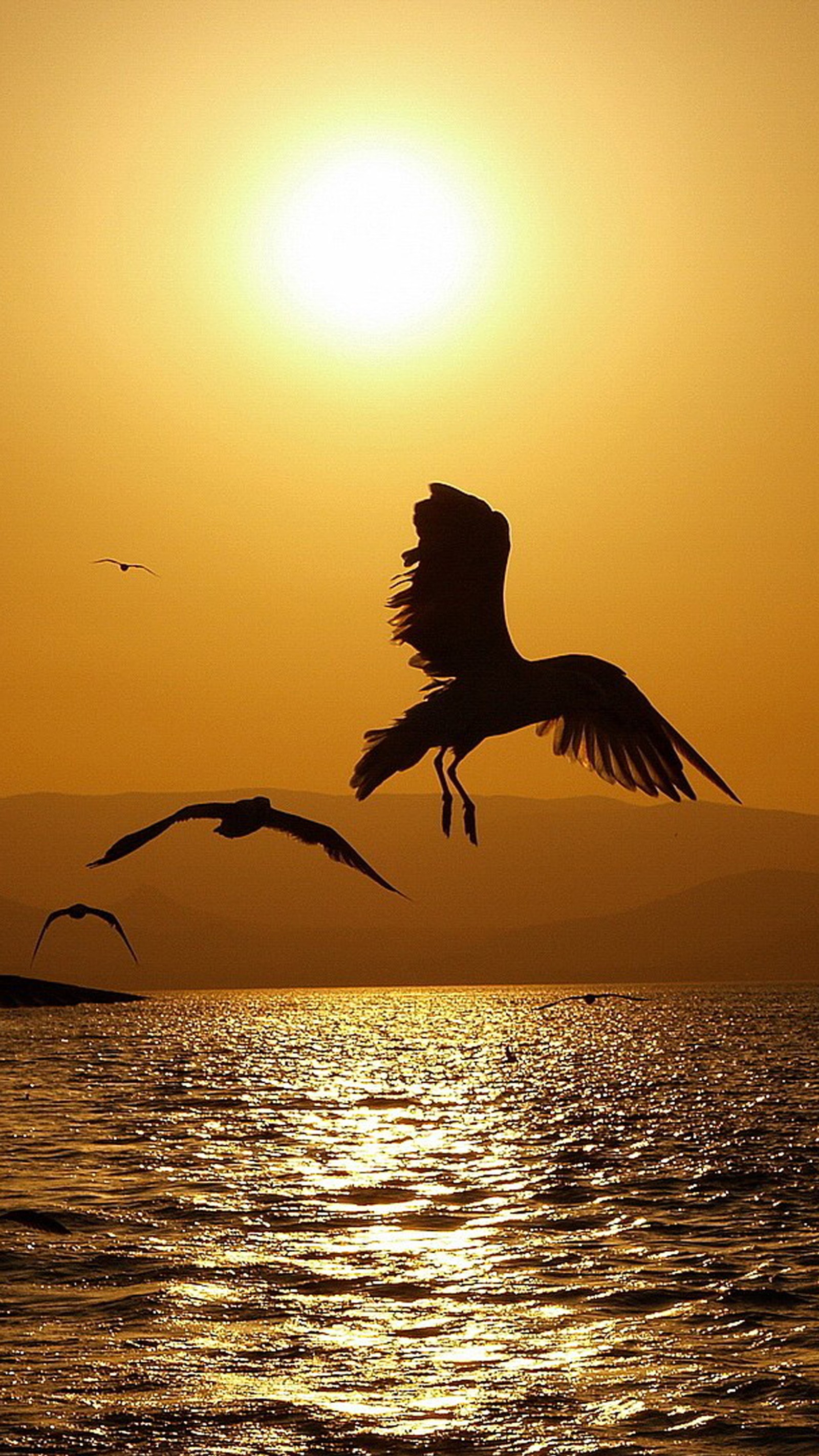 Hay dos pájaros volando sobre el agua al atardecer (águila, hd, iphone, iphone6, atardecer)