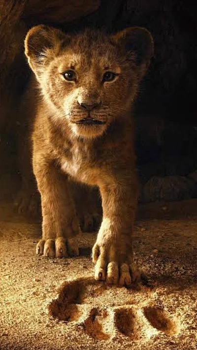 lion, king, lioness, faizicreation, mufasa