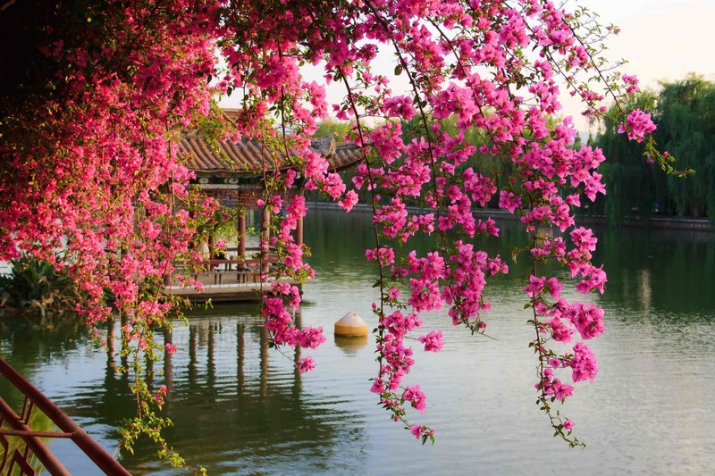 Una vista árabe de un lago con un gazebo y flores rosas (flor, primavera, rosa, árbol, planta)