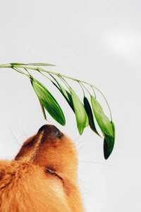 A close-up of a dog's nose gently touching a green leaf, showcasing a peaceful interaction between pet and plant life.