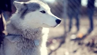 Husky siberiano en un paisaje invernal, exudando ternura y elegancia.