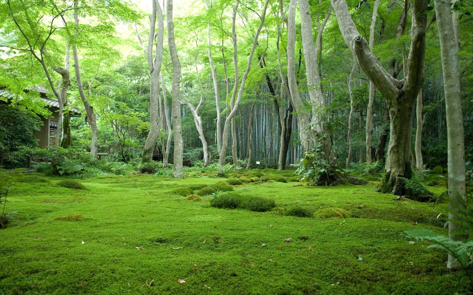 Uma floresta coberta de musgo com árvores e uma pequena cabana. (floresta, vegetação, natureza, reserva natural, floresta tropical)