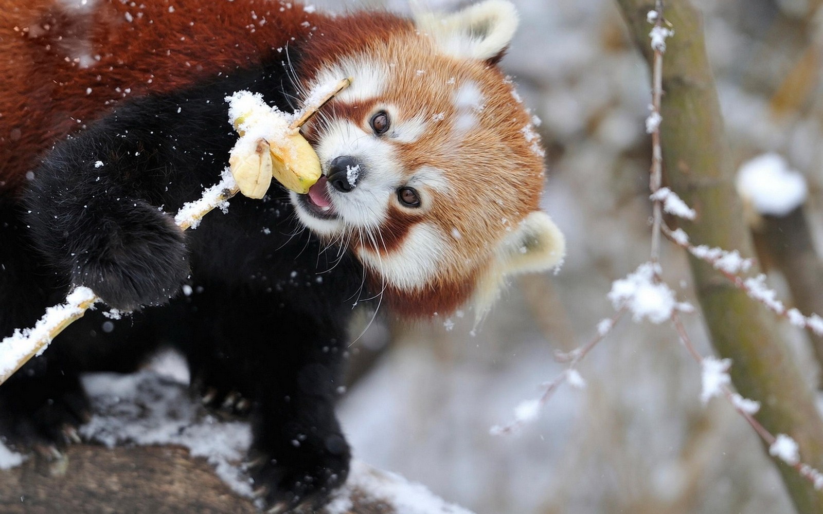 Panda rouge mangeant un morceau de nourriture dans la neige (panda roux, panda géant, douceur, museau, faune)