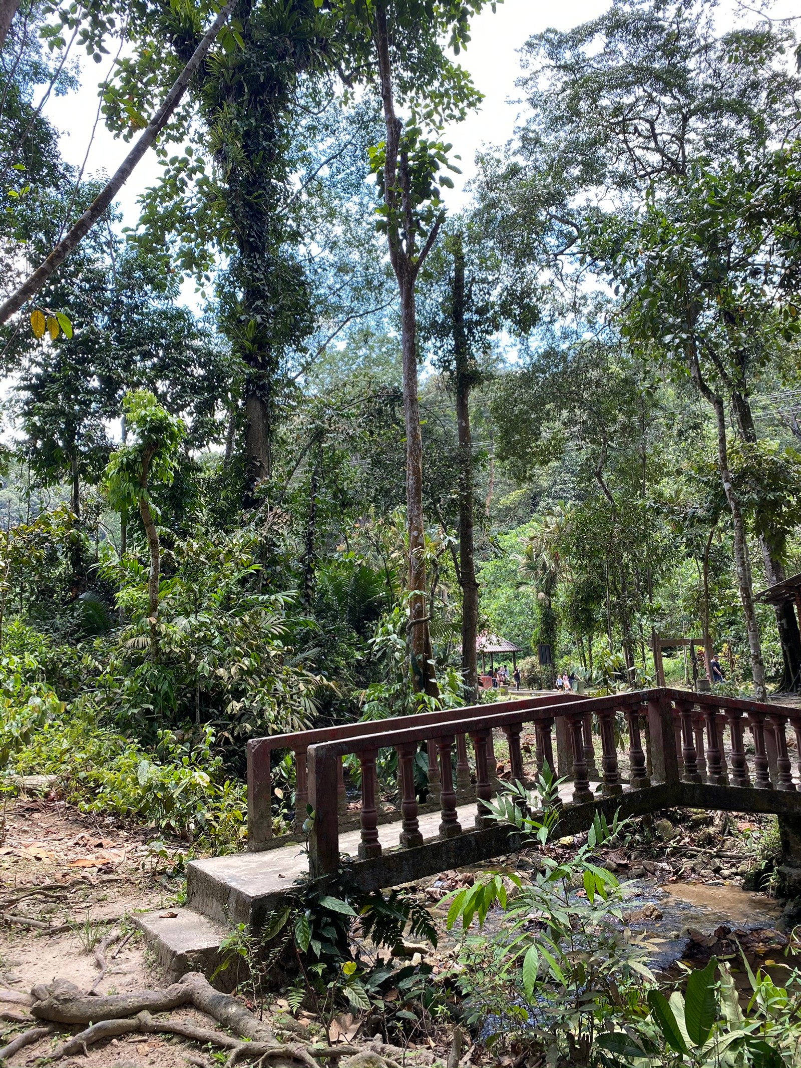 Il y a un pont en bois au milieu d'une forêt (réserve naturelle, forêt tropicale, végétation, jungle, nature)