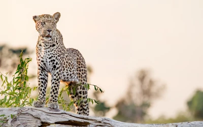 Leopardo posado sobre un tronco desgastado, observando su entorno en un hábitat natural sereno.