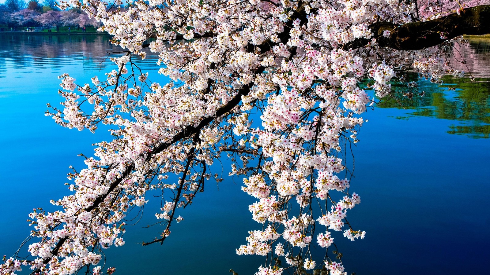 Un primer plano de un árbol con flores blancas cerca de un cuerpo de agua (flor de cerezo, primavera, planta, árbol, ramo)