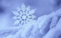 winter, frost, snow, freezing, snowflake wallpaper