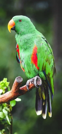 Vibrant Green Macaw Perched on a Branch in Natural Habitat