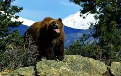 oso grizzly, oso, oso pardo, animal terrestre, vida silvestre