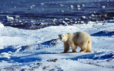 Urso polar,Navegando,Capa de gelo ártico