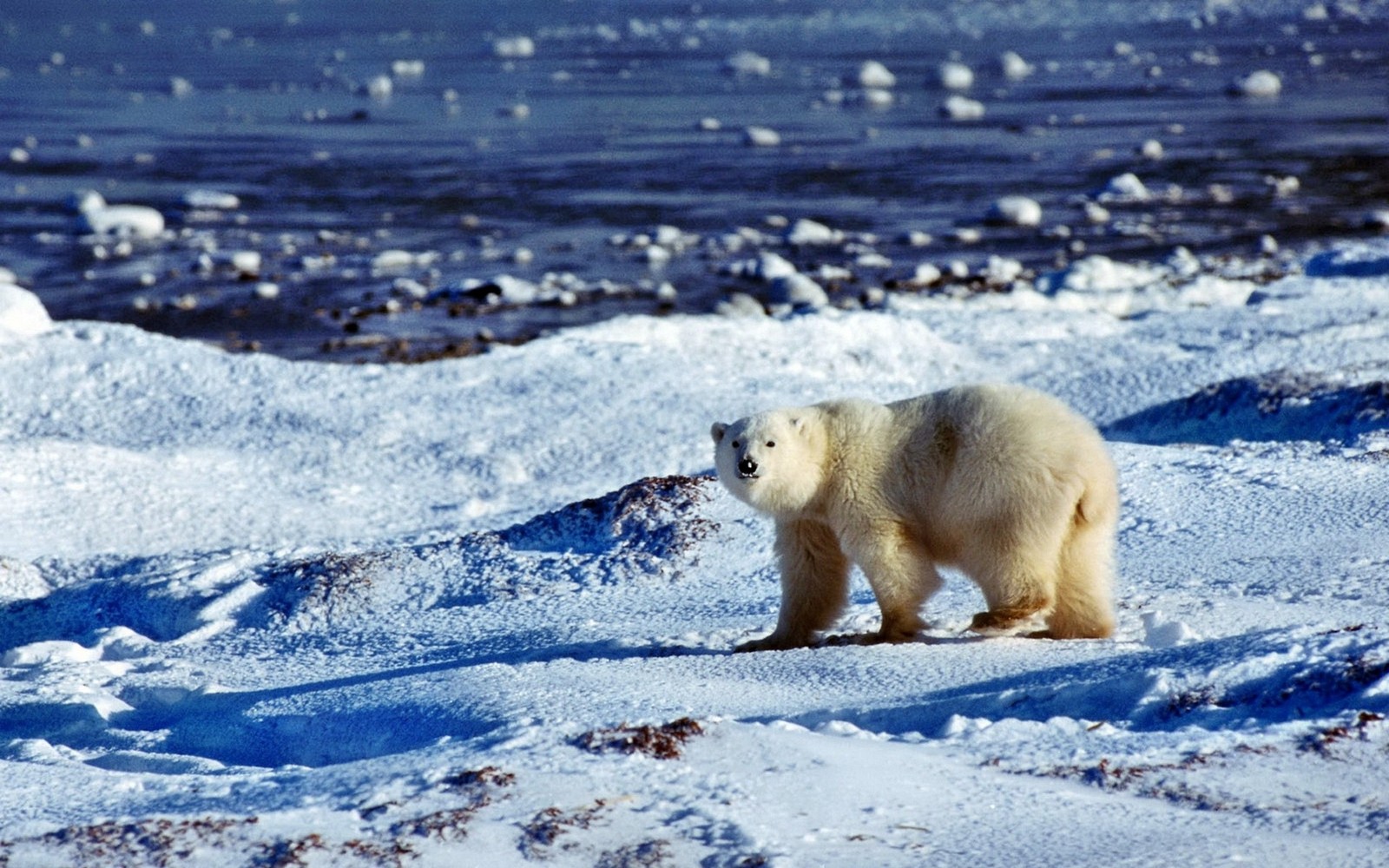 Il y a un ours polaire marchant dans la neige près de l'eau (ours polaire, océan arctique, renard arctique, régions polaires de la terre, calotte glaciaire polaire)