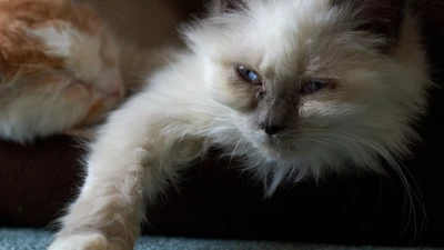 Gatos Ragdoll e siameses relaxando juntos