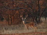 Cerf à queue blanche majestueux dans un cadre forestier automnal