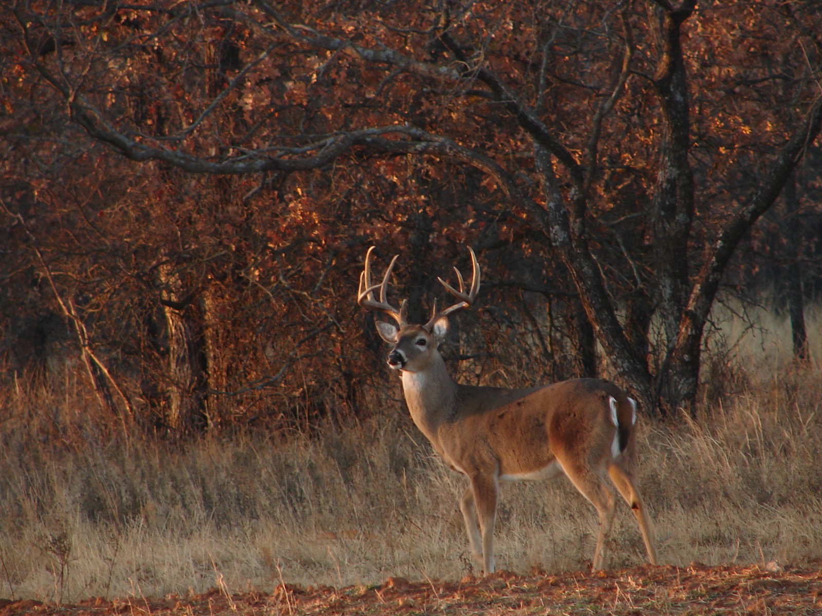 Hay un ciervo que está de pie en la hierba junto a algunos árboles (ciervo, vida silvestre, impala, animal terrestre, caza de ciervos)