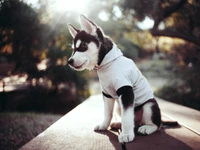 Adorable cachorro de Malamute de Alaska con sudadera, capturando pura ternura