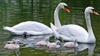 A pair of adult swans and their cygnets swimming in a tranquil pond.