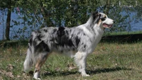 berger australien, border collie, race de chien, chien de berger gallois, chien de berger