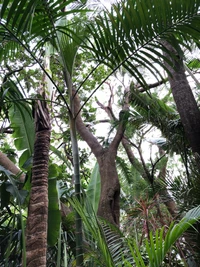 vegetación, selva tropical, bioma, entorno natural, árbol