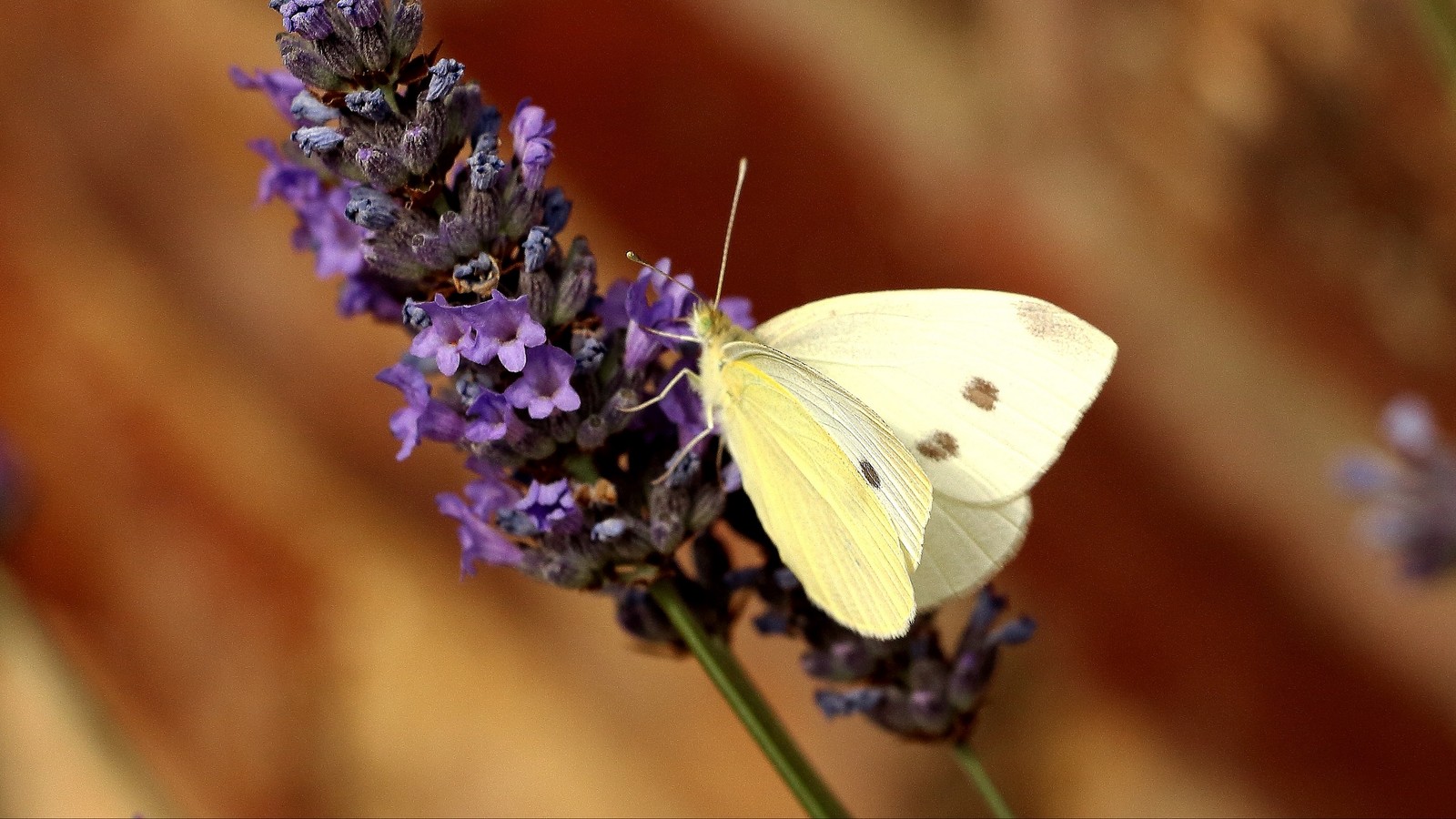 There is a butterfly that is sitting on a flower (insect, moths and butterflies, butterfly, pollinator, lavender)