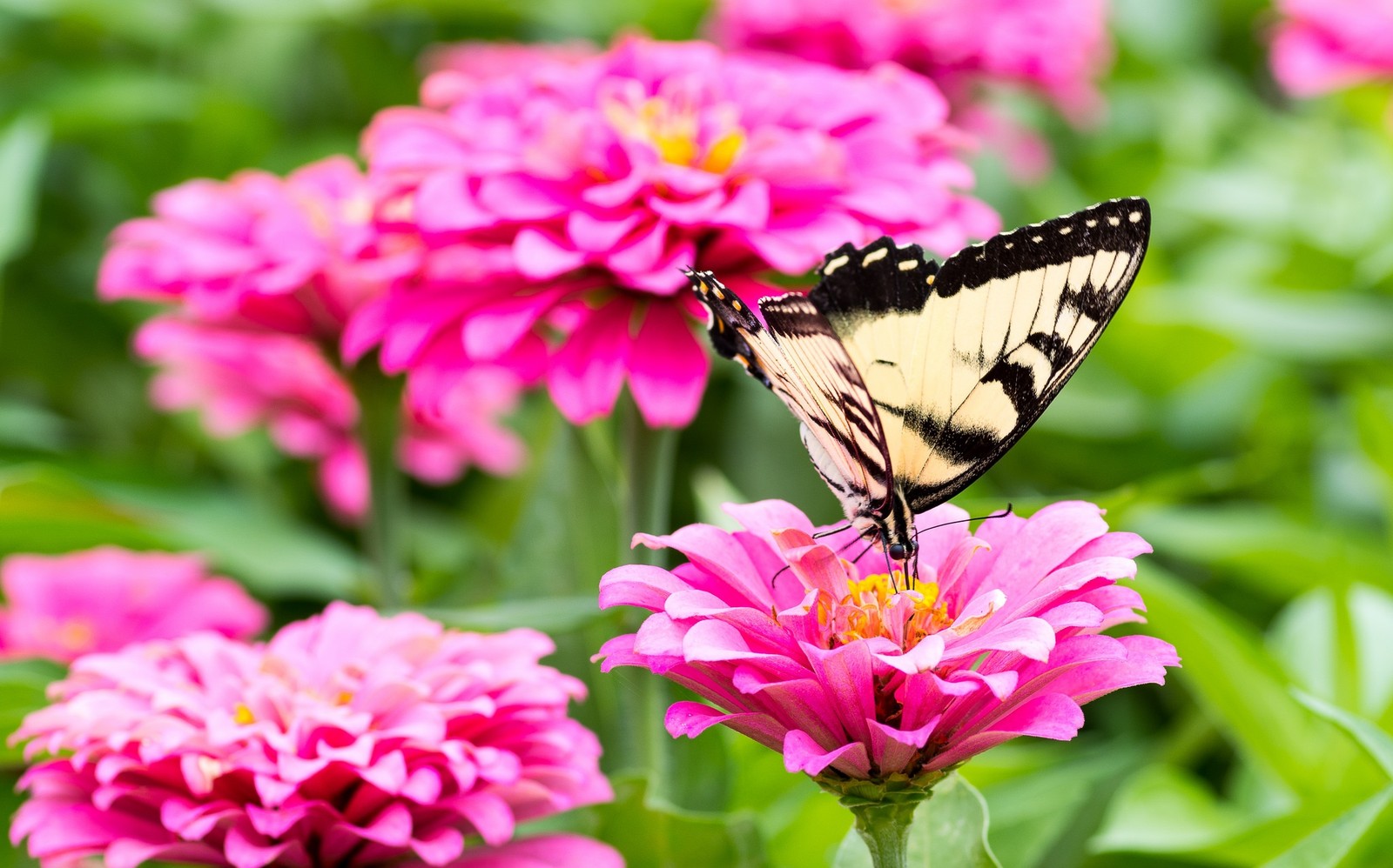 Il y a un papillon qui est assis sur une fleur (nectar, insecte, rose, plante à fleurs, fleur)