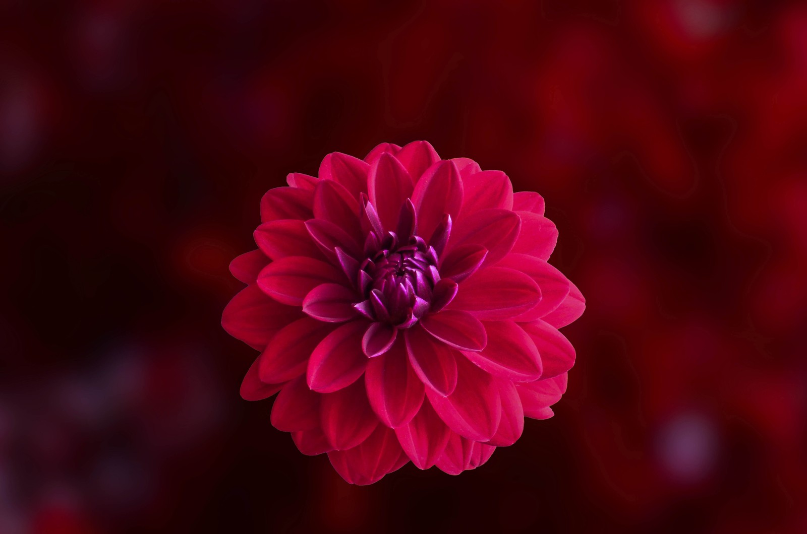 Arafed red flower with a purple center in front of a red background (dahlia, flower, flowering plant, petal, red)