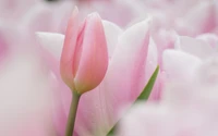 Close-up of a pink tulip surrounded by soft white and pink flowers, embodying springtime beauty.