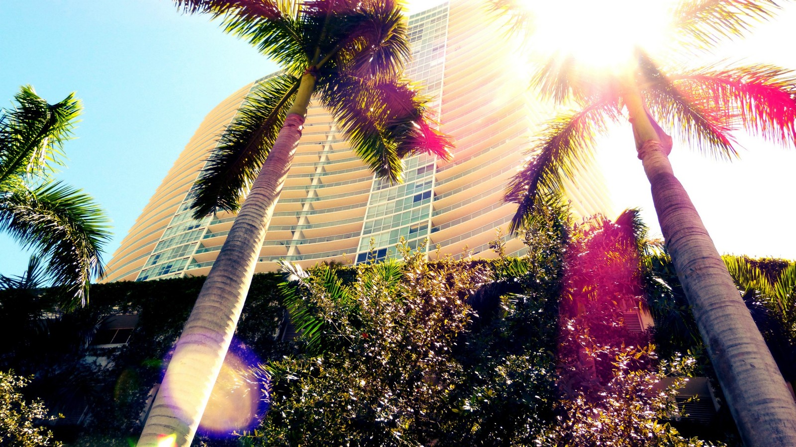 Des palmiers devant un grand bâtiment avec le soleil passant à travers les arbres (miami, south beach, palmiers, arbre, palmier)