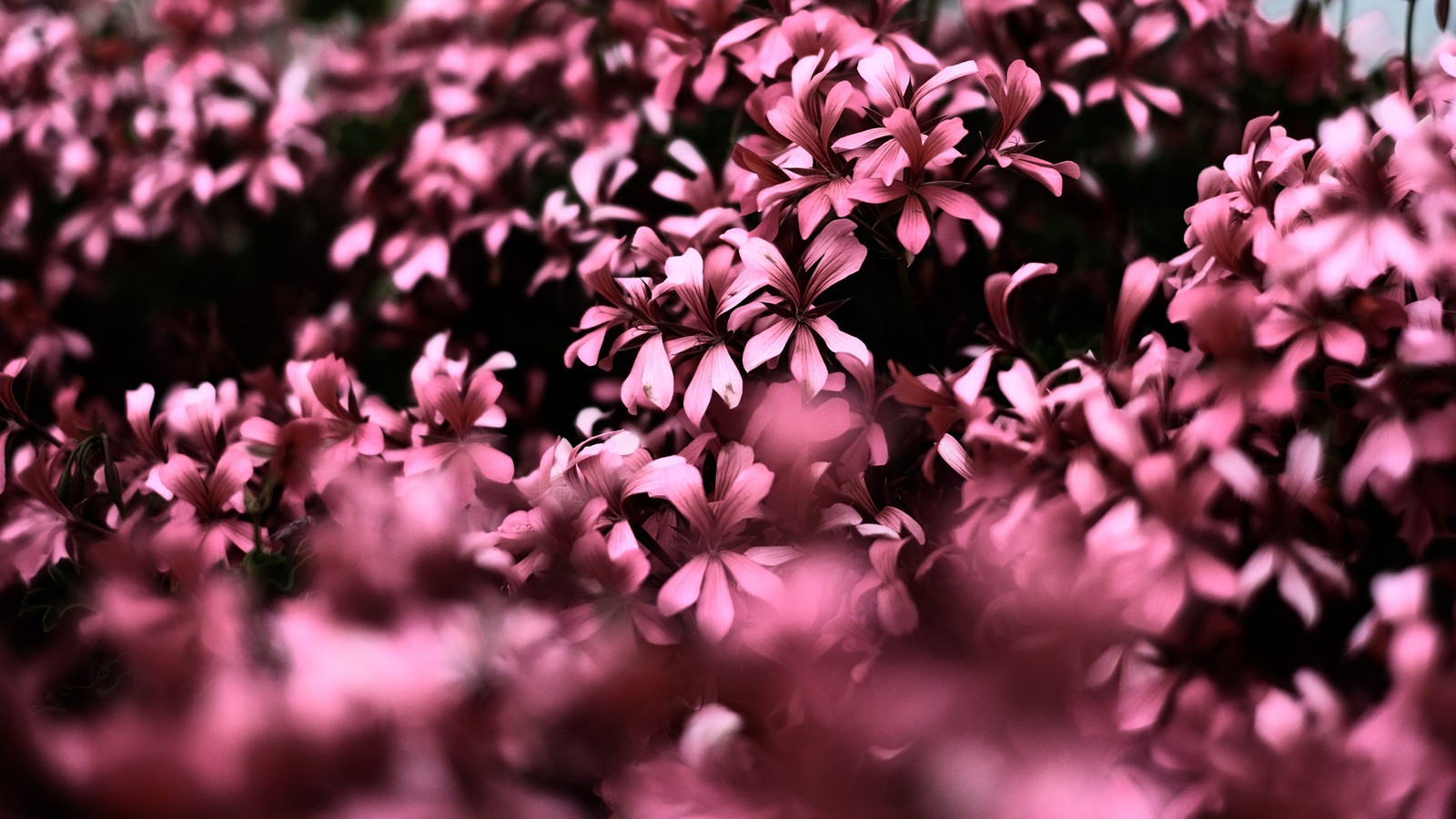 pink, flower, purple, petal, lilac wallpaper