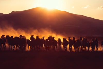 Des chevaux sauvages en silhouette galopant au lever du soleil dans un paysage désertique