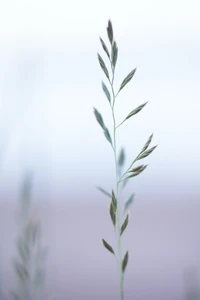 Brin d'herbe délicat contre un fond doux