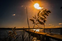 Coucher de soleil doré sur des eaux tranquilles et des roseaux en silhouette